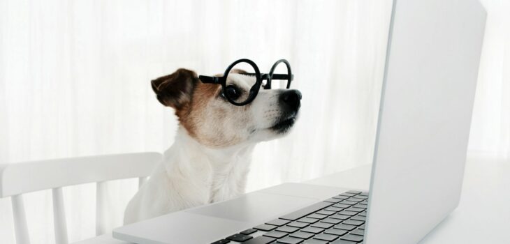 Dog using computer in nerd glasses laptop keyboard